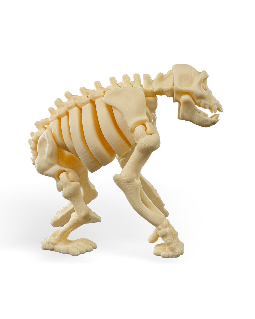 Skeleton Safari